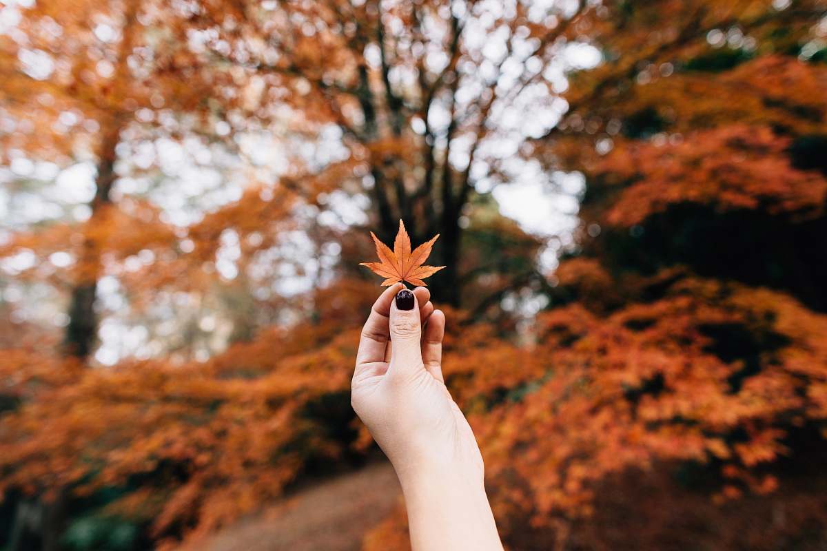 Fall Backgrounds Photography