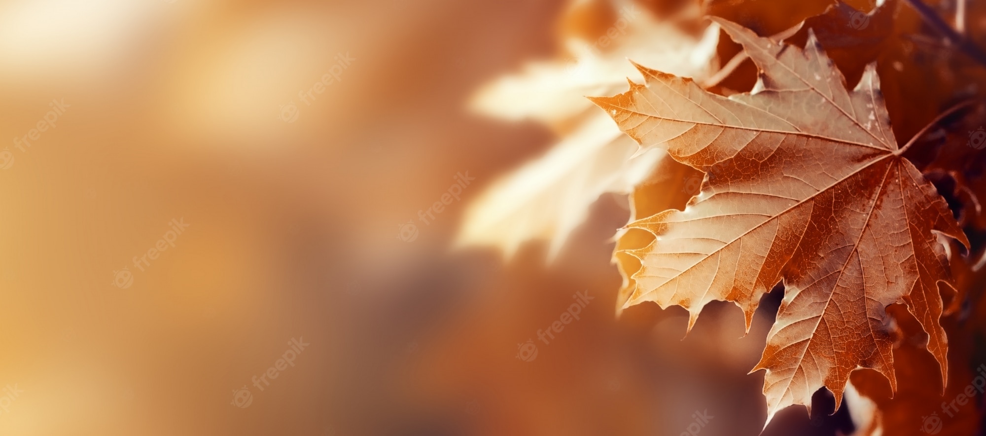 Fall Backgrounds Photography