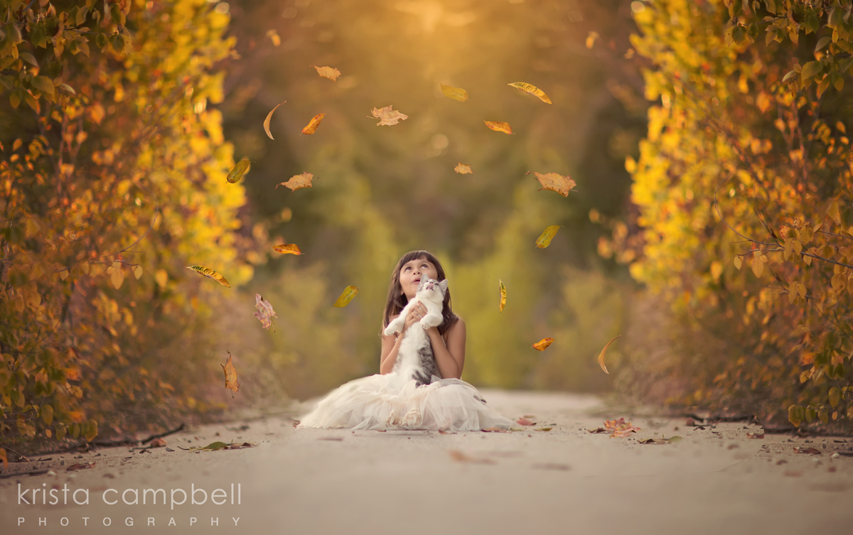 Fall Backgrounds Photography