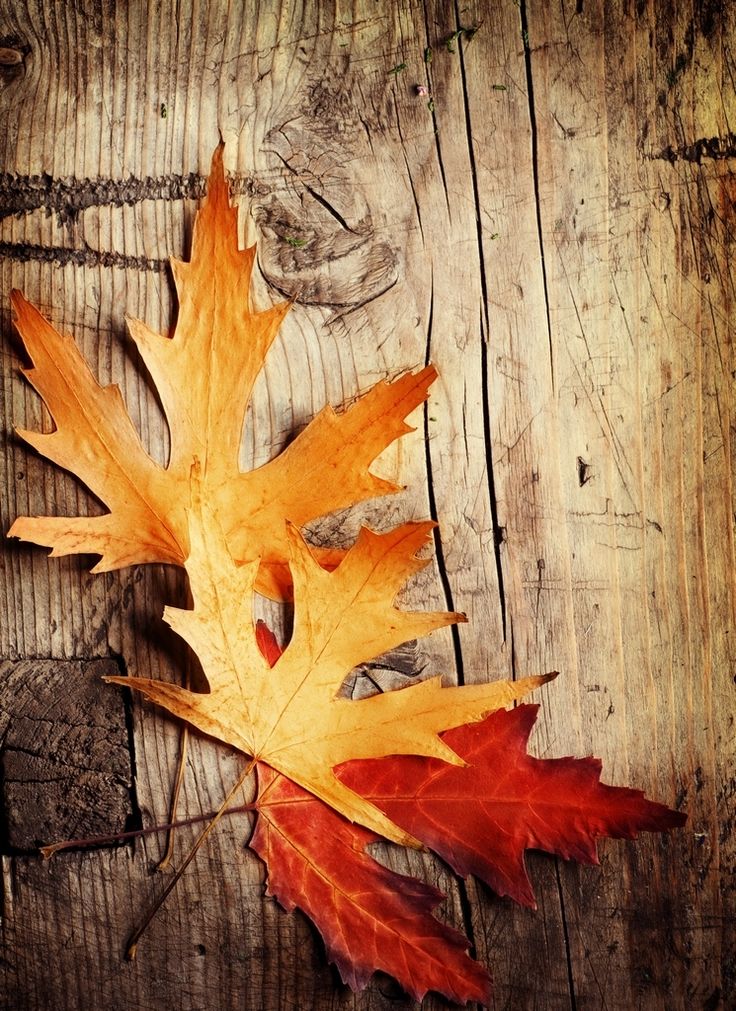 Fall Backgrounds Photography