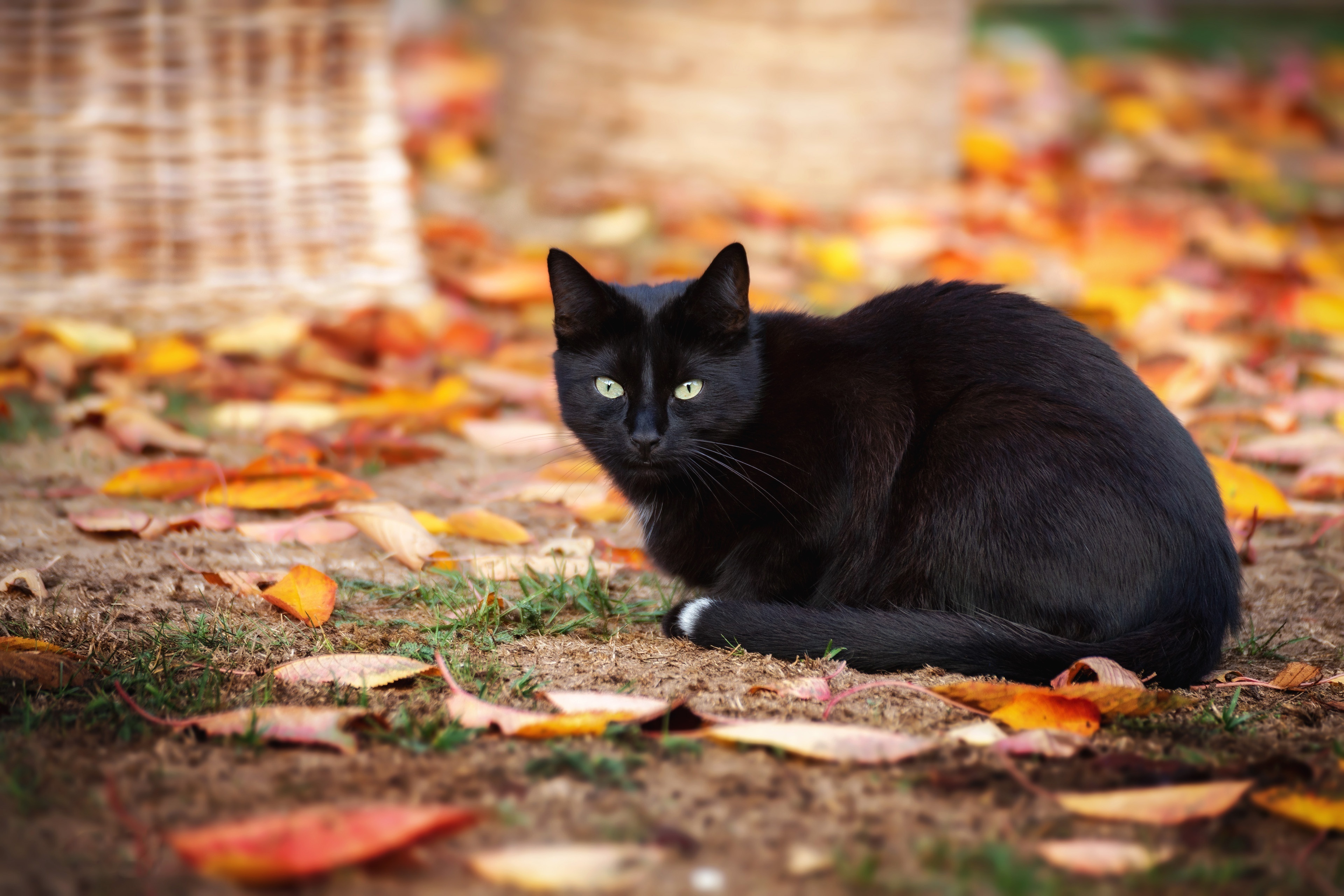 Fall Cat Wallpapers