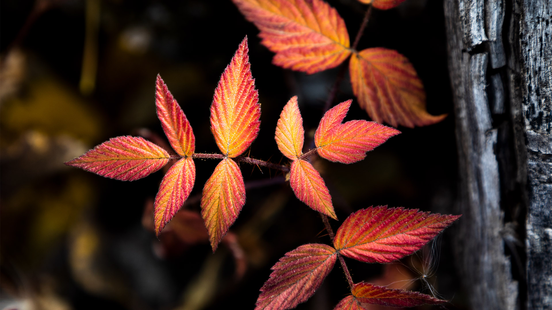 Fall Computer Backgrounds