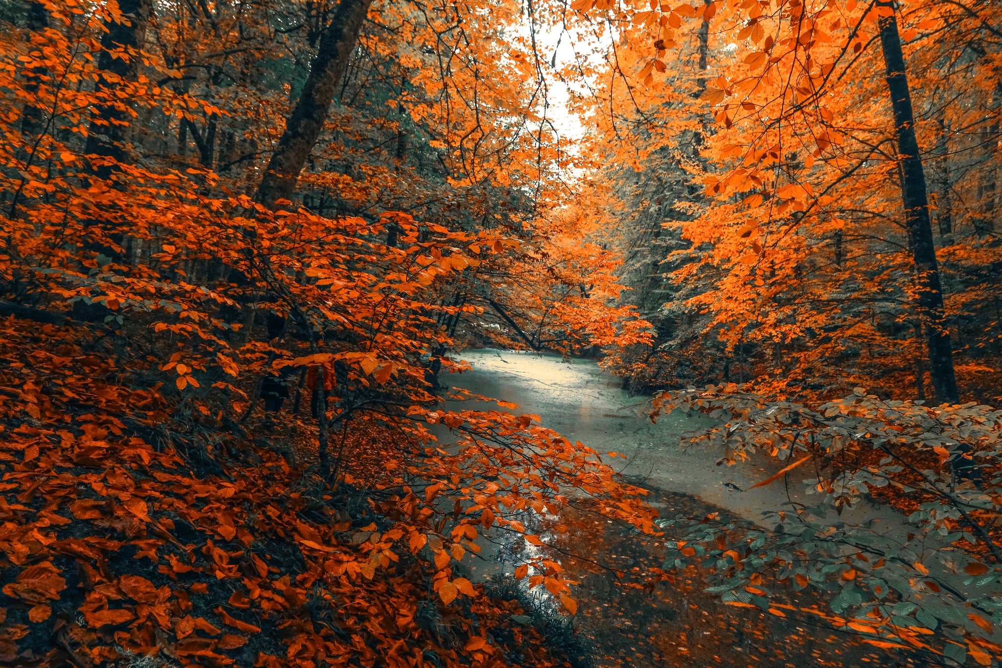 Fall Computer Backgrounds