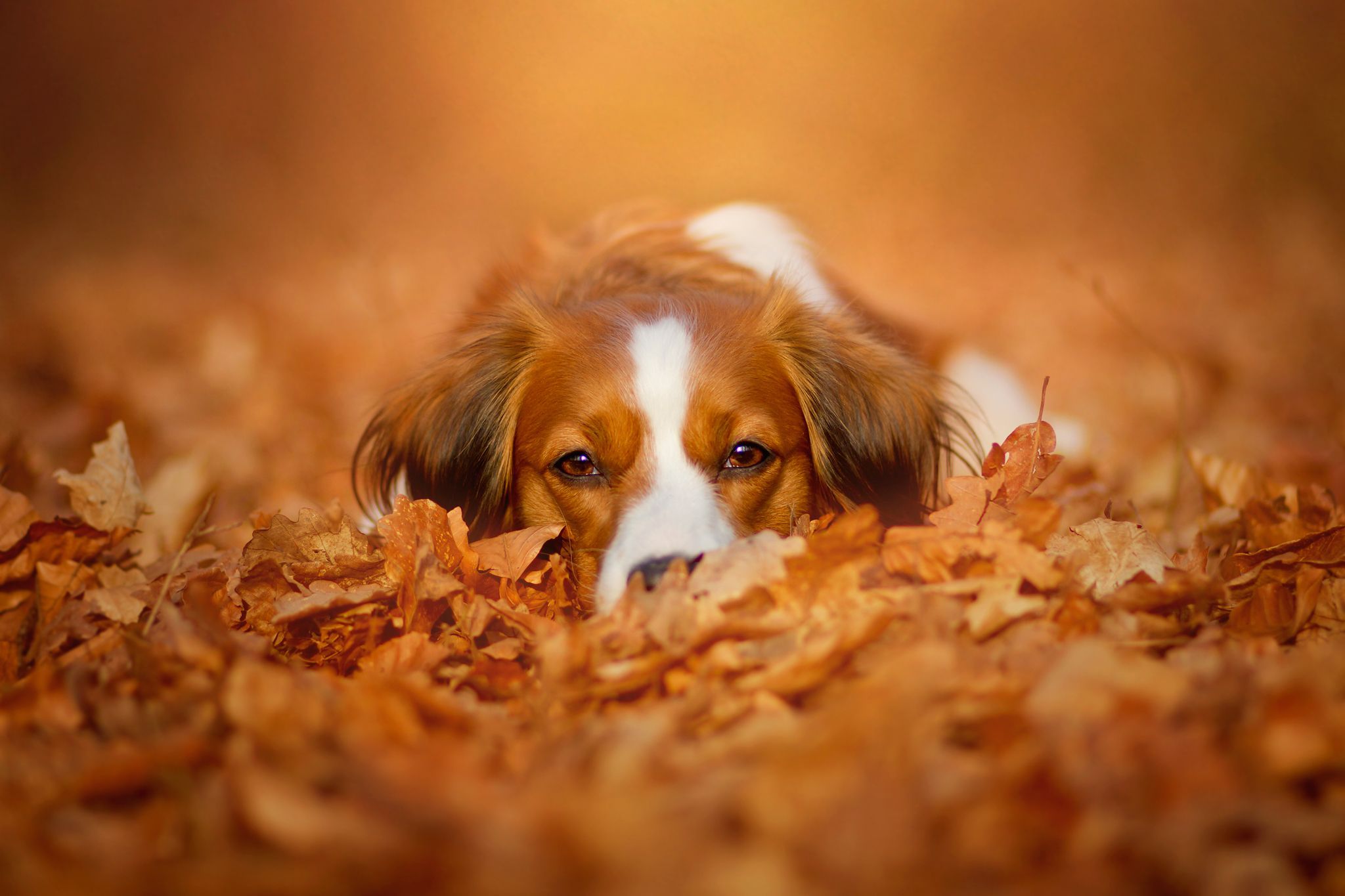 Fall Dog Wallpapers