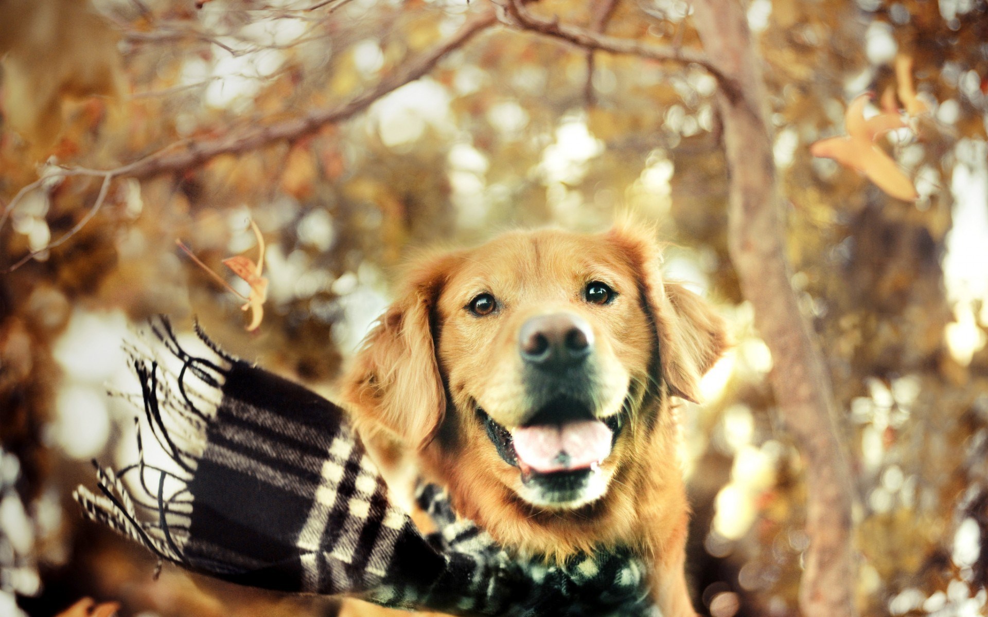 Fall Dog Wallpapers