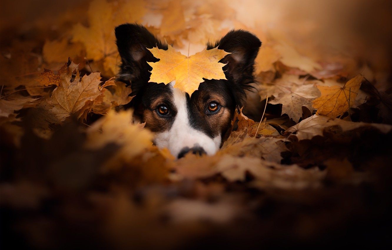 Fall Dog Wallpapers