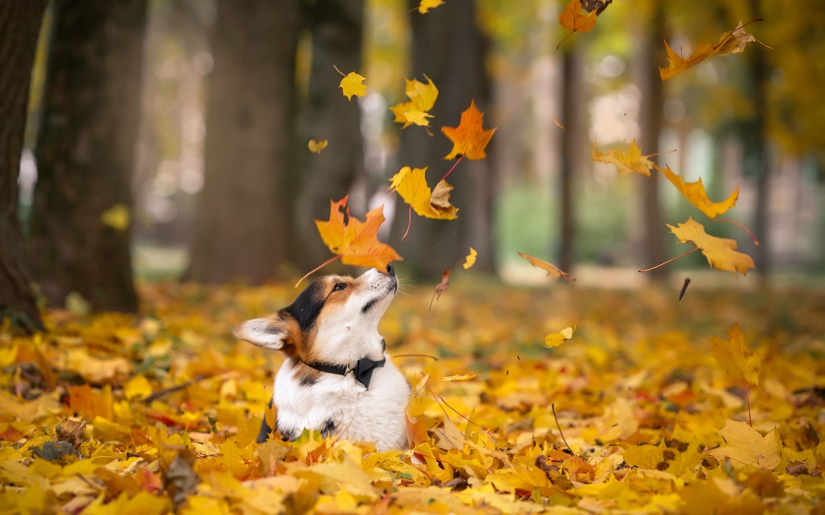 Fall Dog Wallpapers