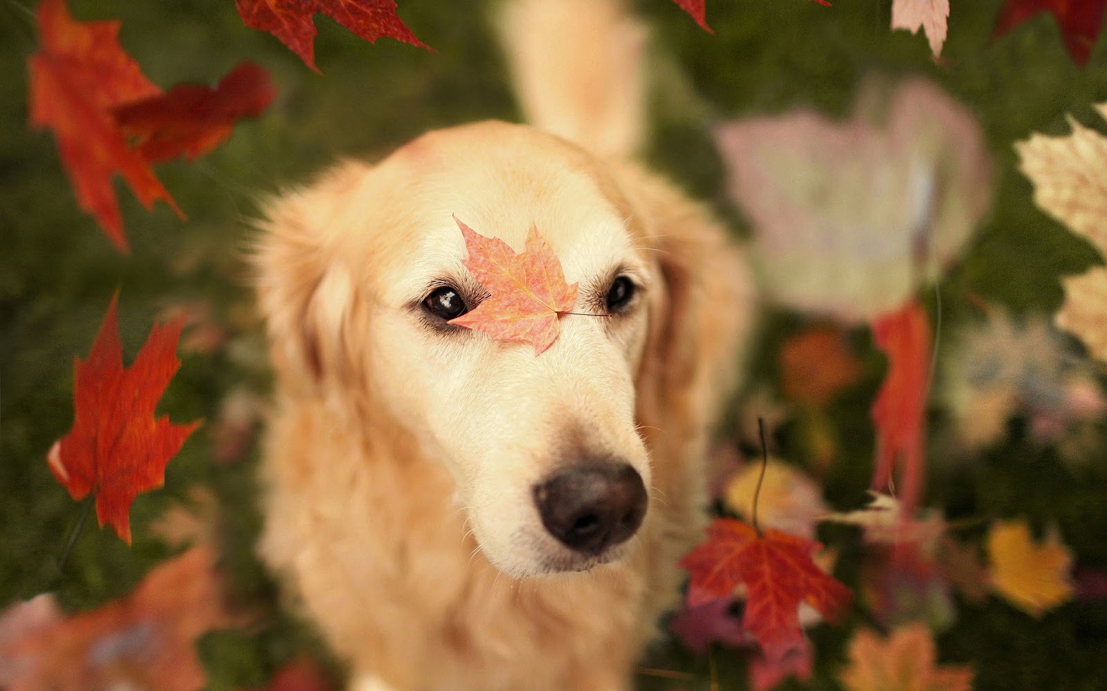 Fall Dog Wallpapers