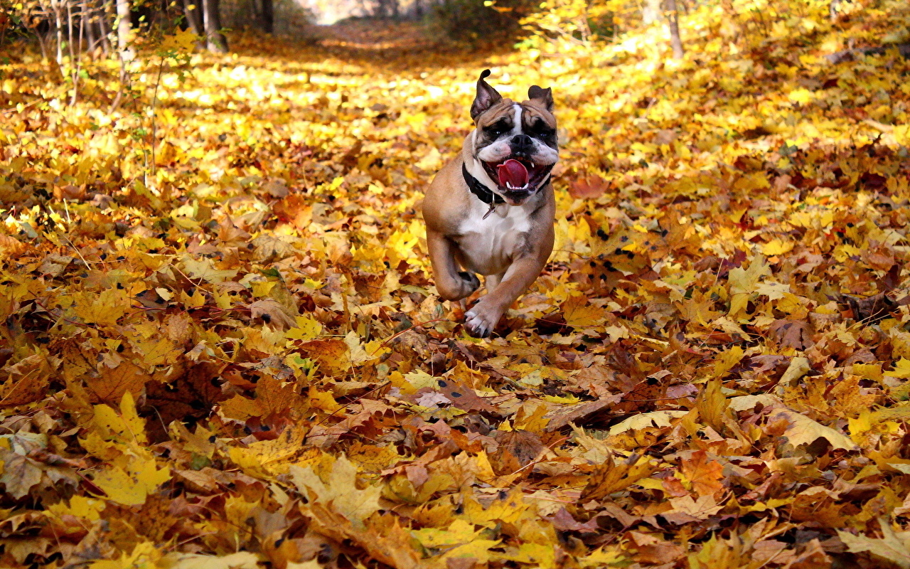 Fall Dog Wallpapers