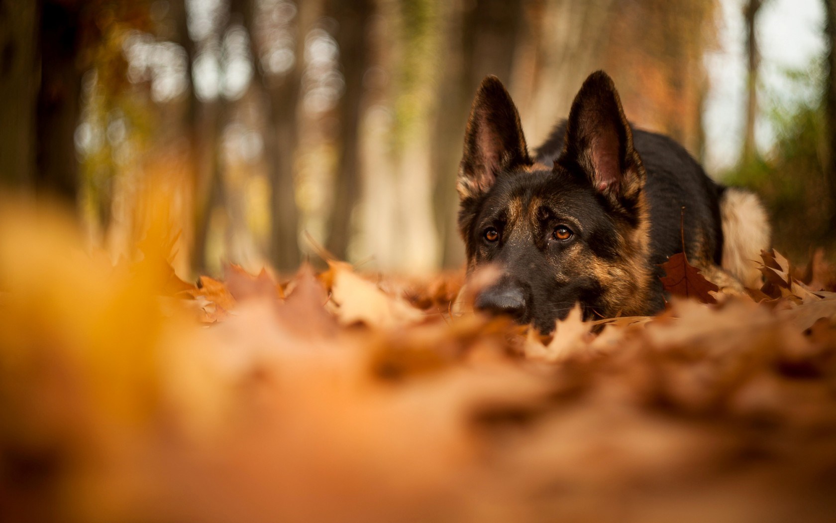 Fall Dog Wallpapers