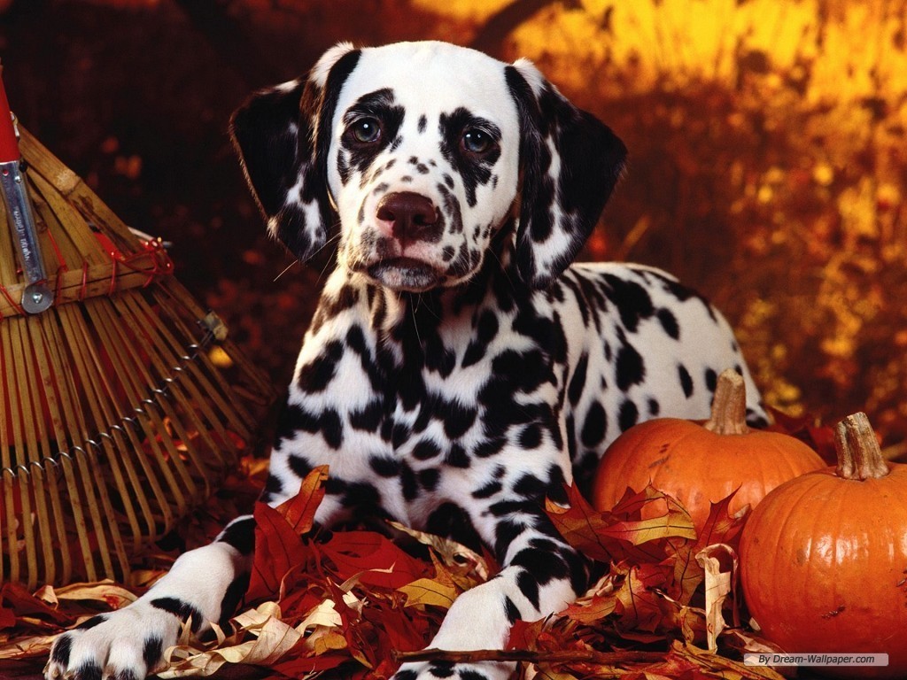 Fall Dog Wallpapers