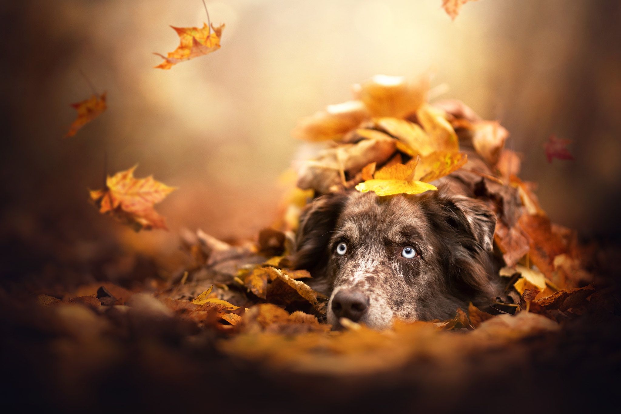 Fall Dog Wallpapers