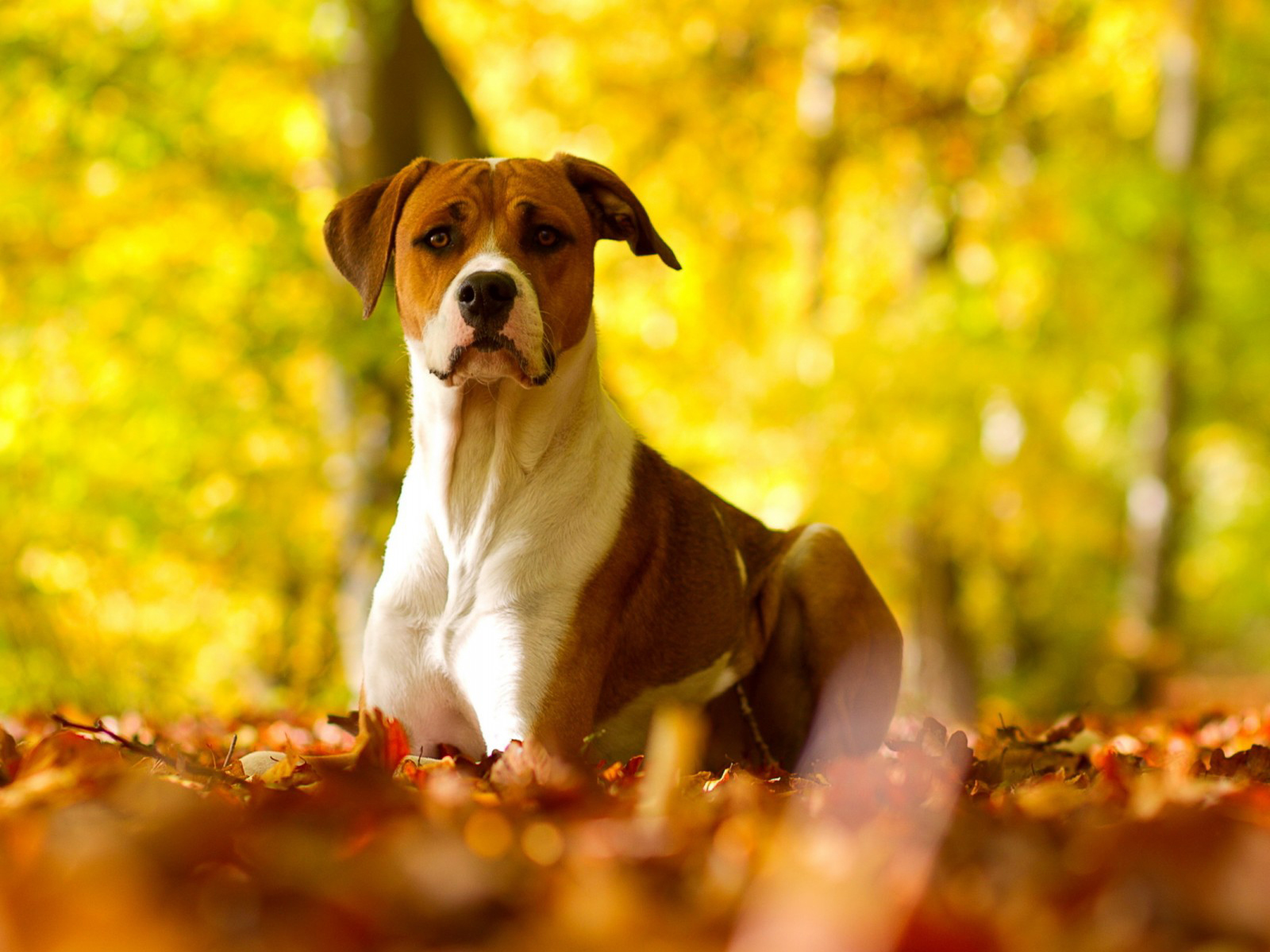 Fall Dog Wallpapers