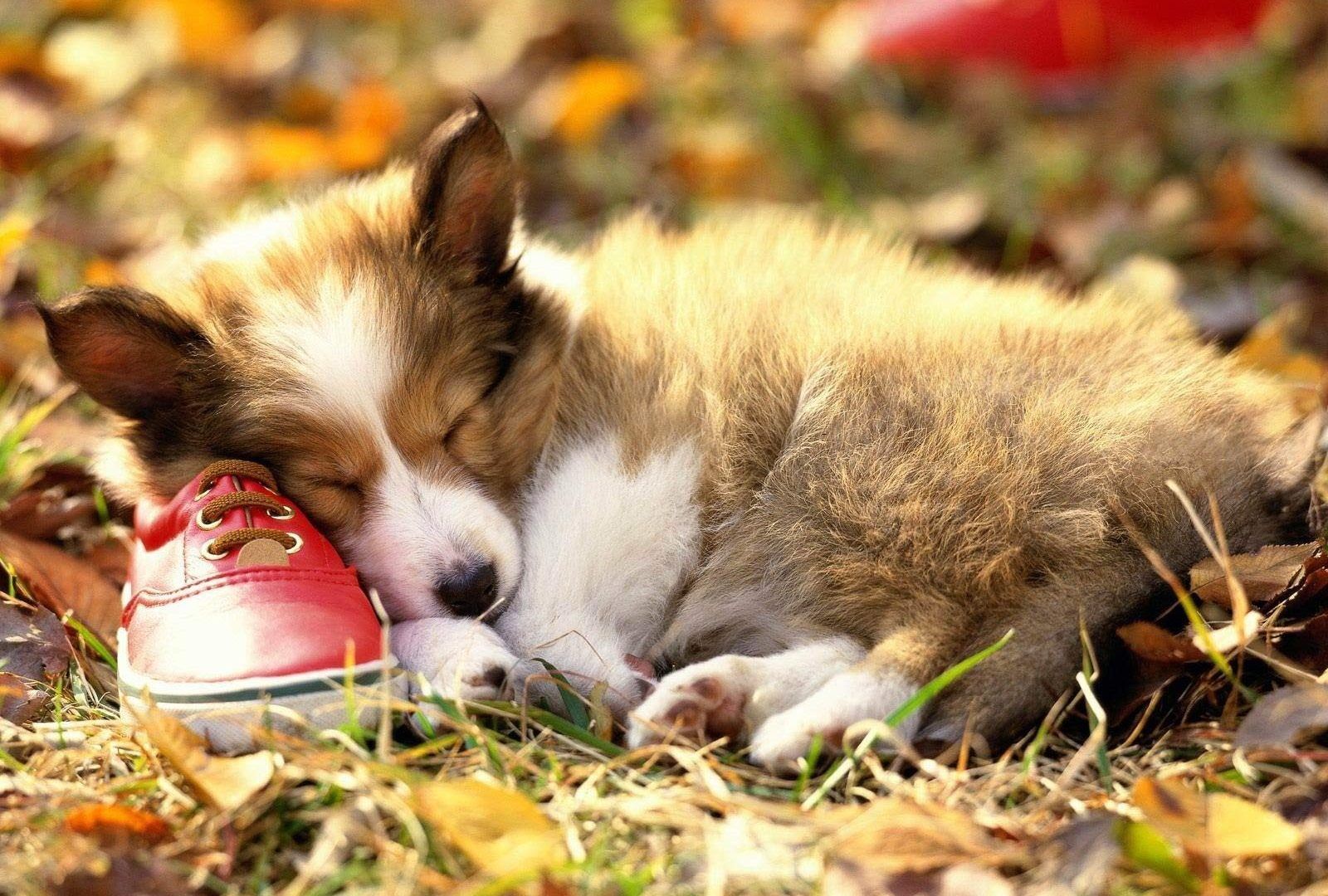 Fall Dog Wallpapers