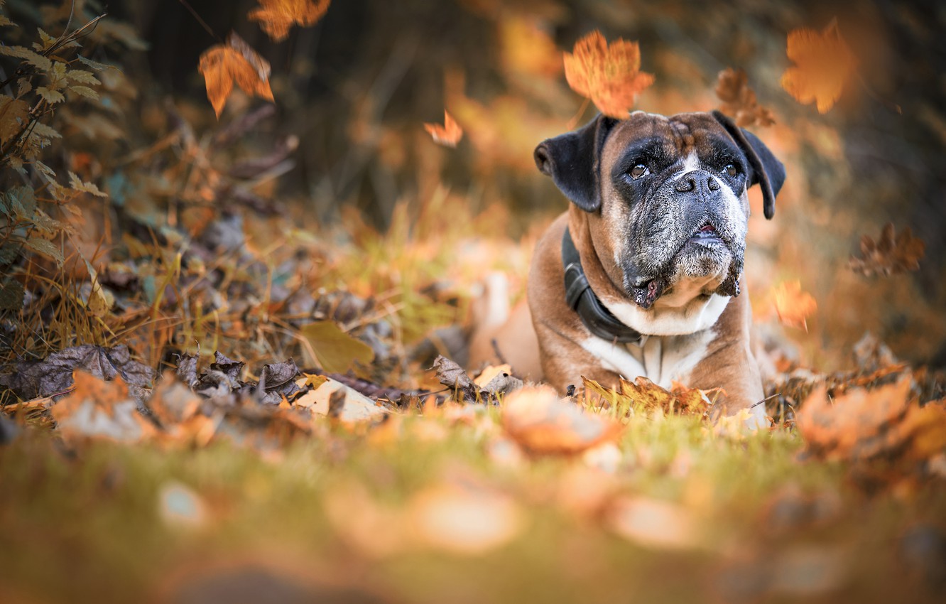 Fall Dog Wallpapers