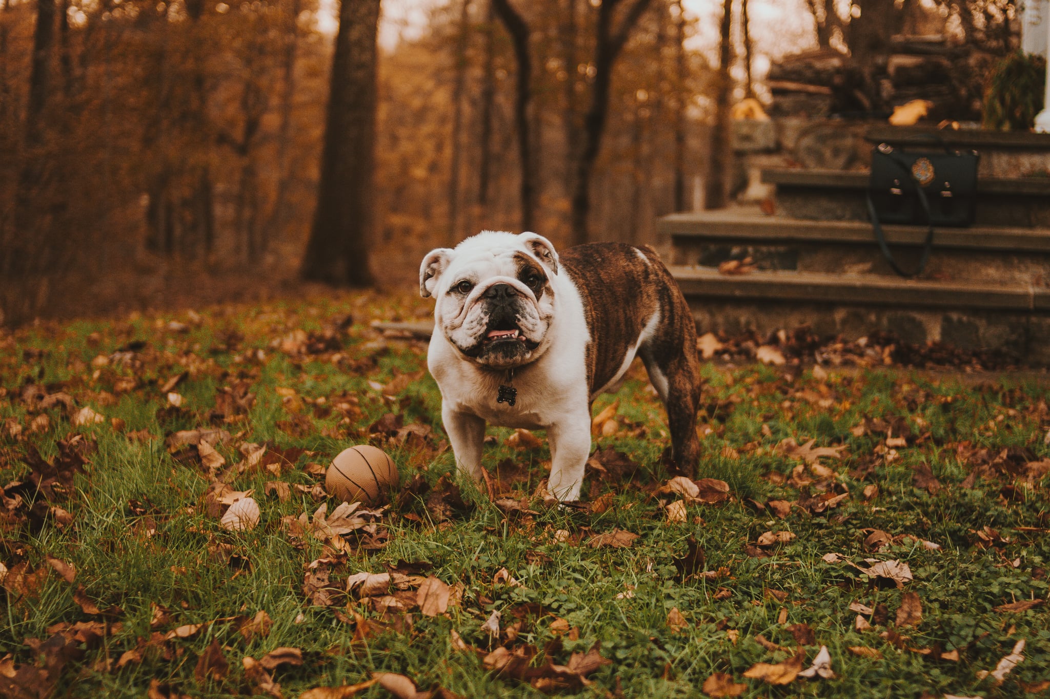 Fall Dog Wallpapers