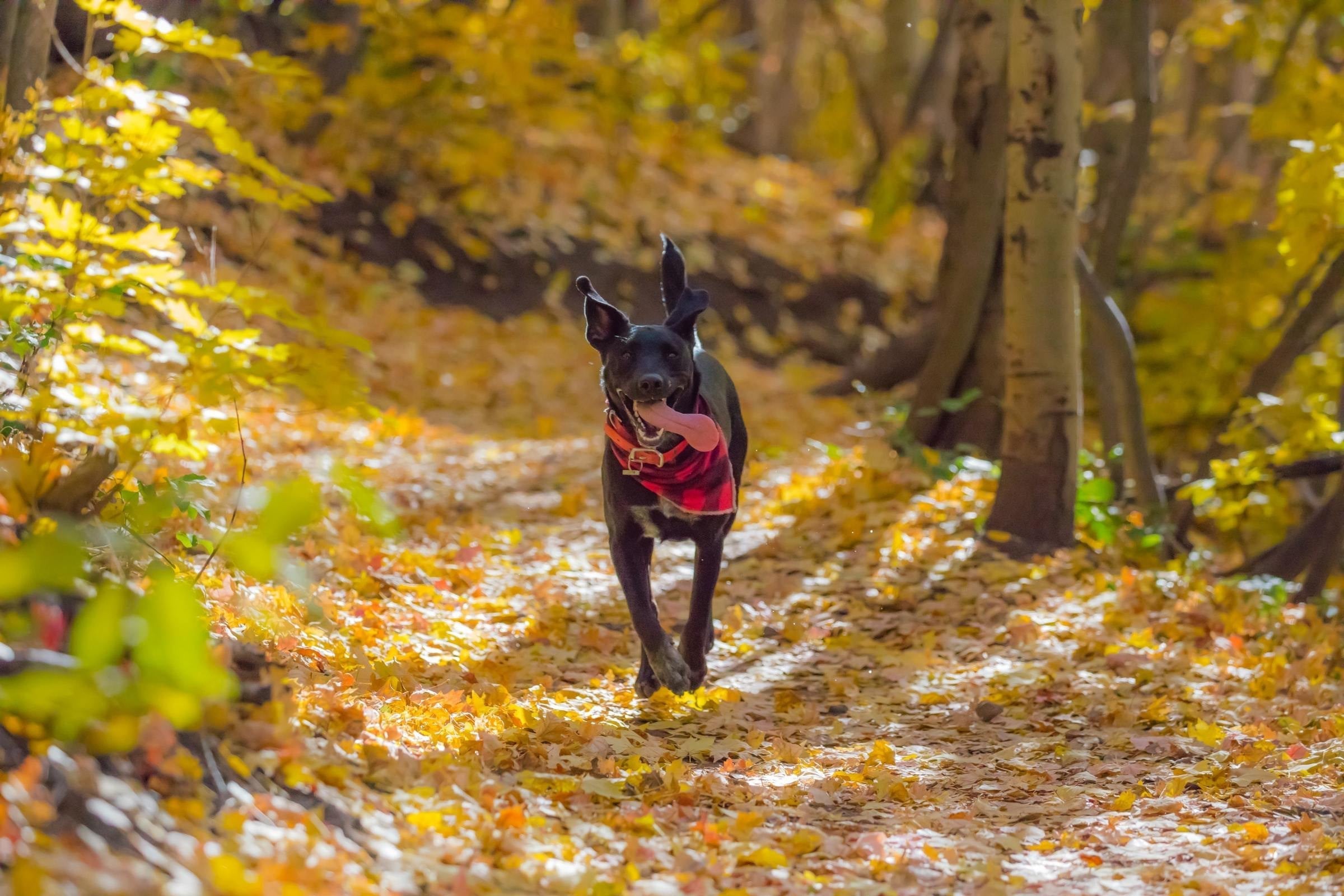 Fall Dog Wallpapers