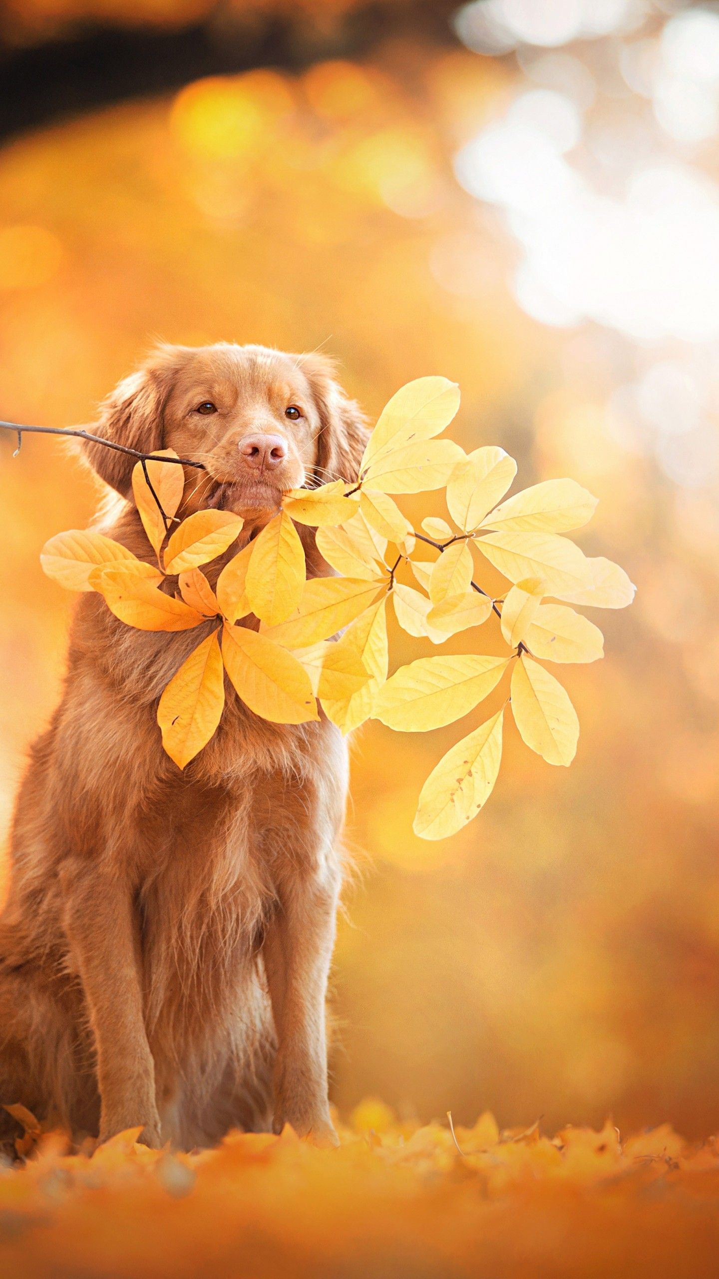 Fall Dog Wallpapers