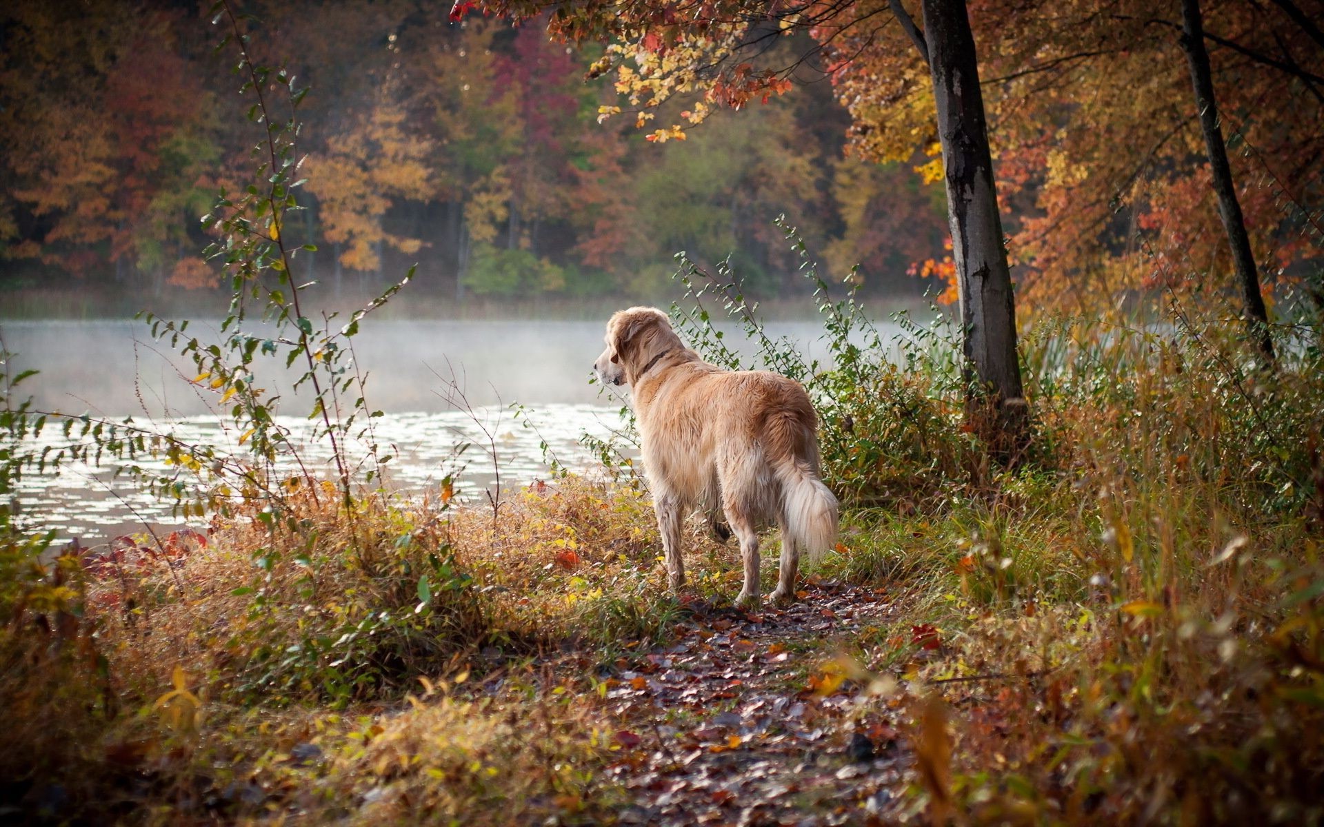 Fall Dog Wallpapers