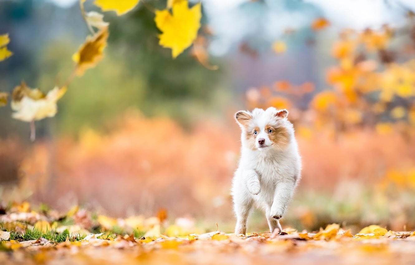 Fall Dog Wallpapers