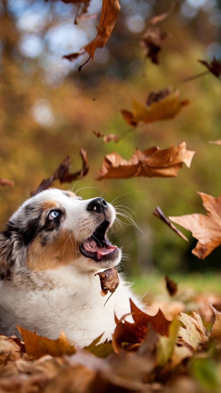 Fall Dog Wallpapers