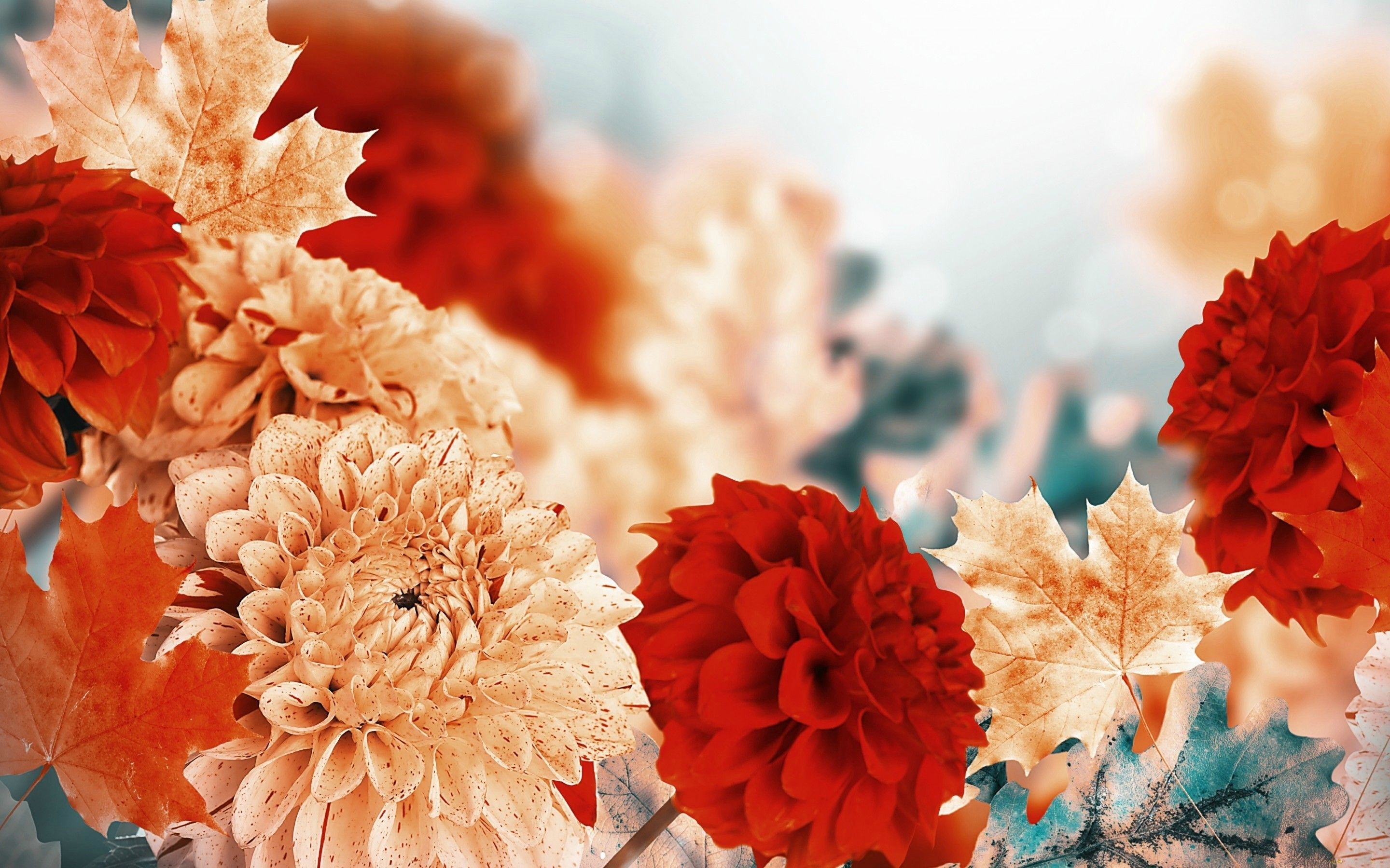 Fall Flowers Desktop Backgrounds