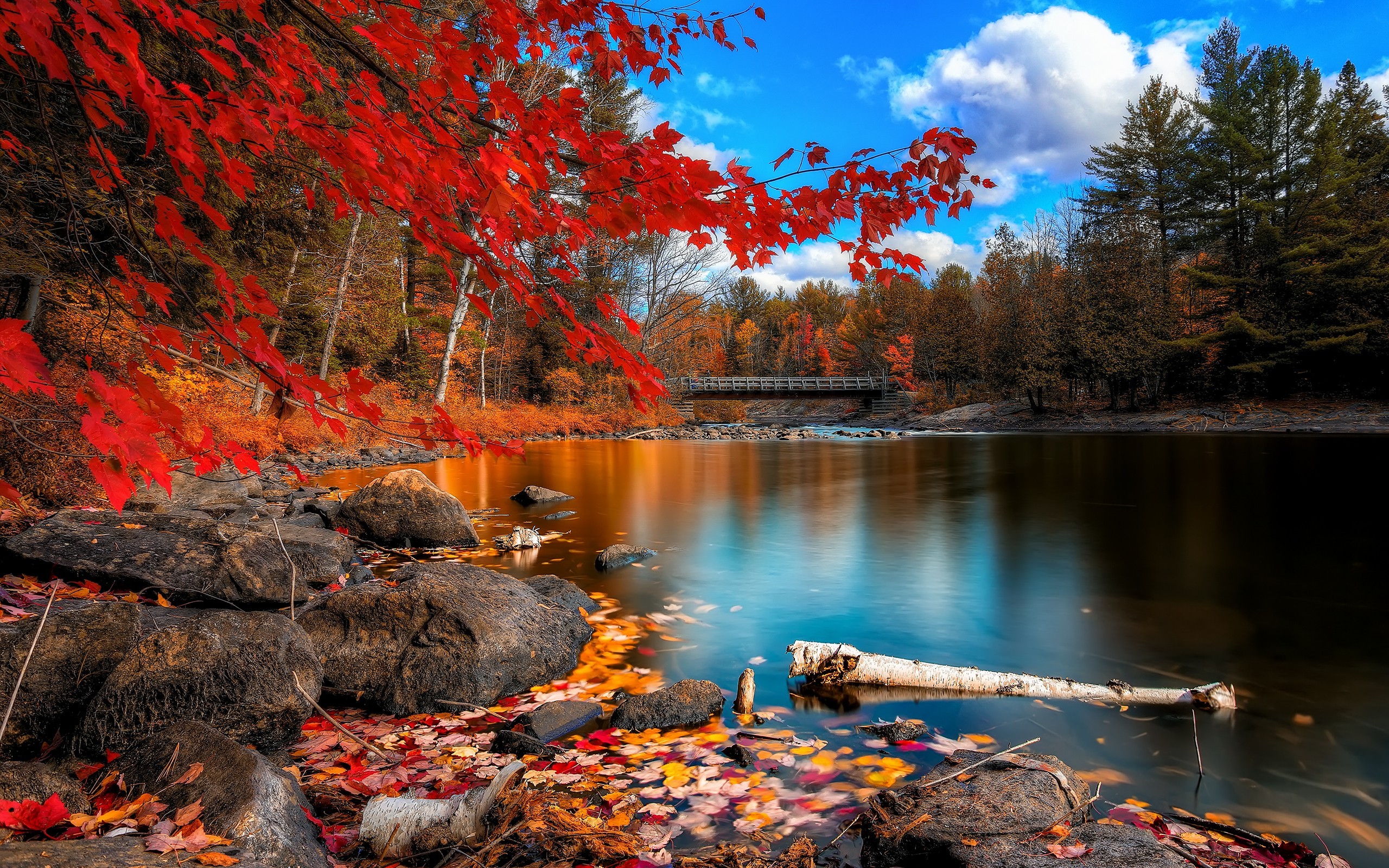 Fall Foliage Forest Lake Nature Reflection Wallpapers
