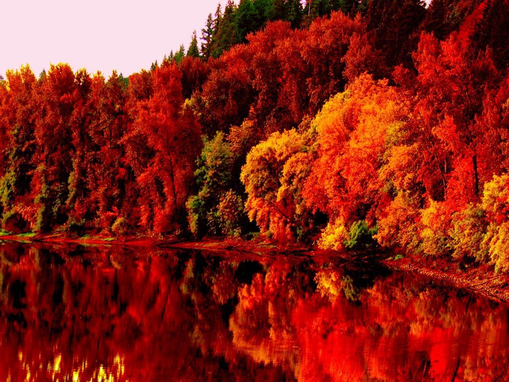 Fall Foliage Forest Lake Nature Reflection Wallpapers