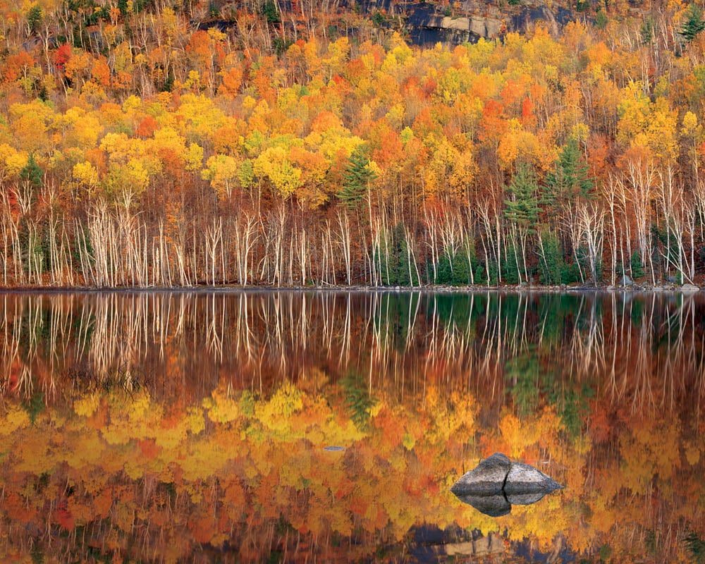 Fall Foliage Forest Lake Nature Reflection Wallpapers