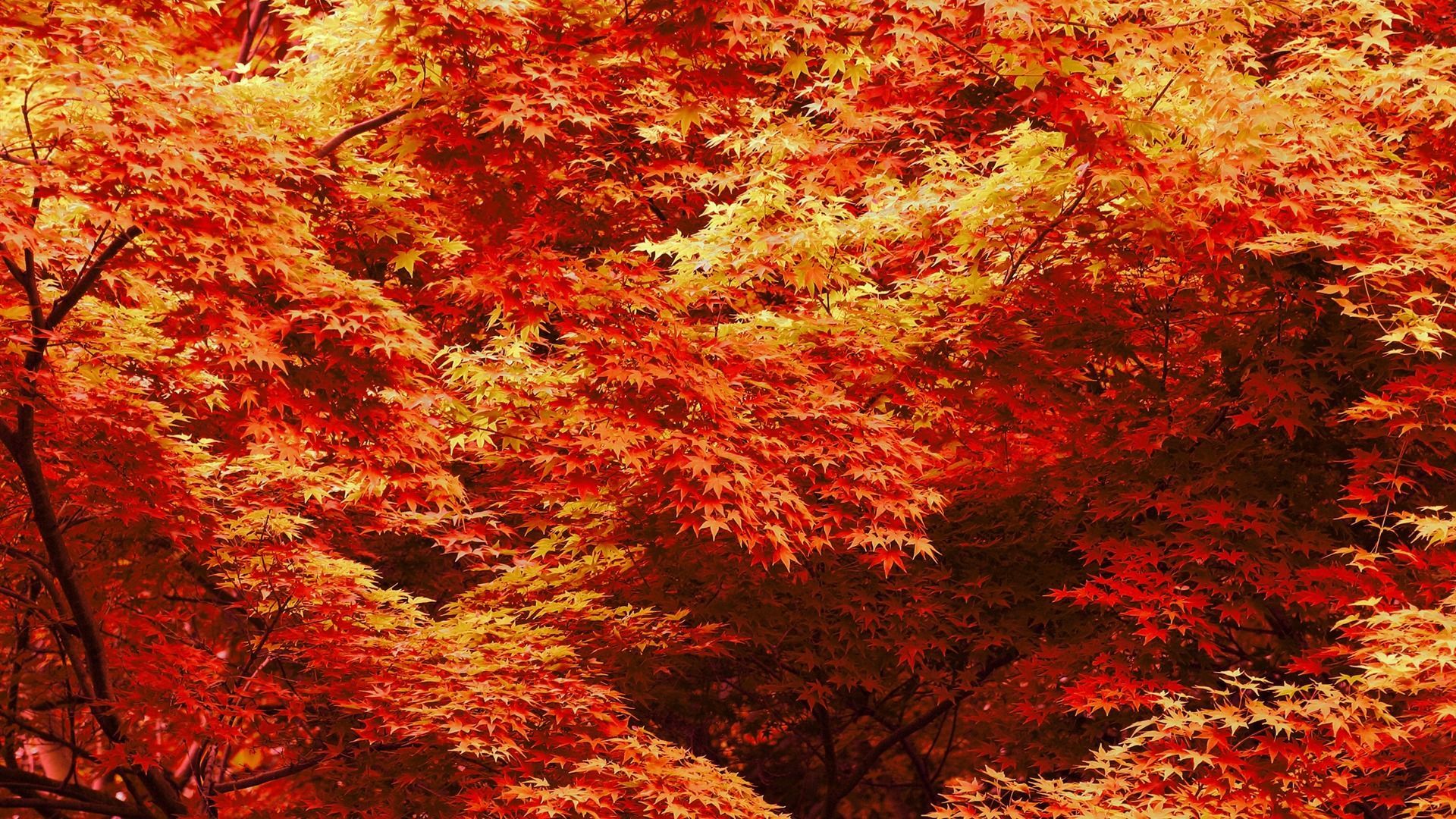 Fall For Mac Wallpapers
