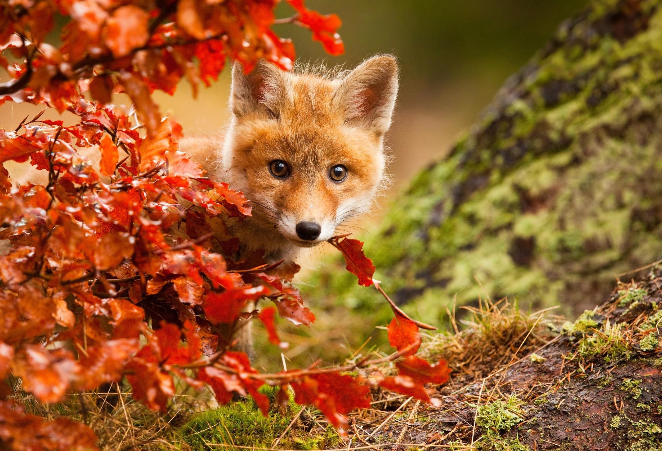 Fall Fox Wallpapers