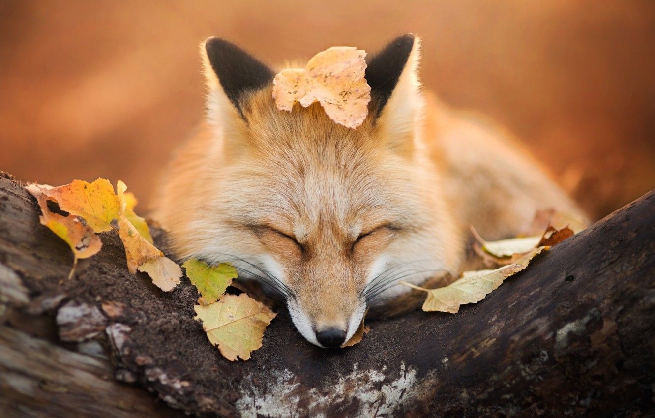 Fall Fox Wallpapers