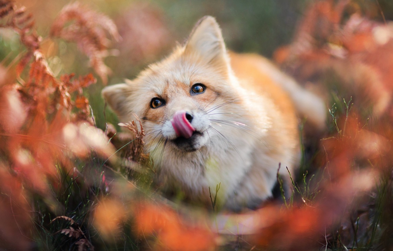 Fall Fox Wallpapers