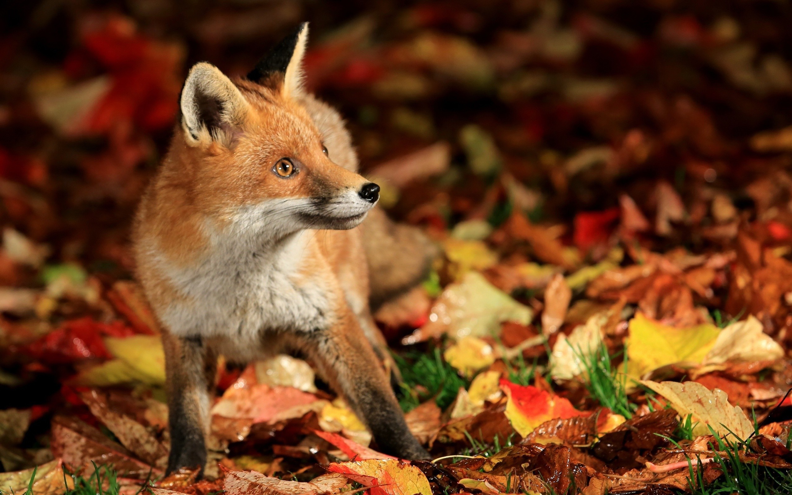 Fall Fox Wallpapers