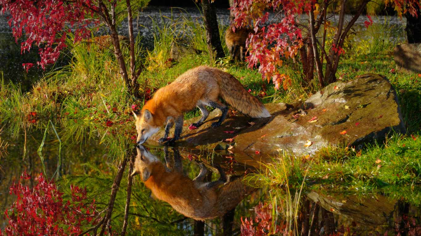 Fall Fox Wallpapers