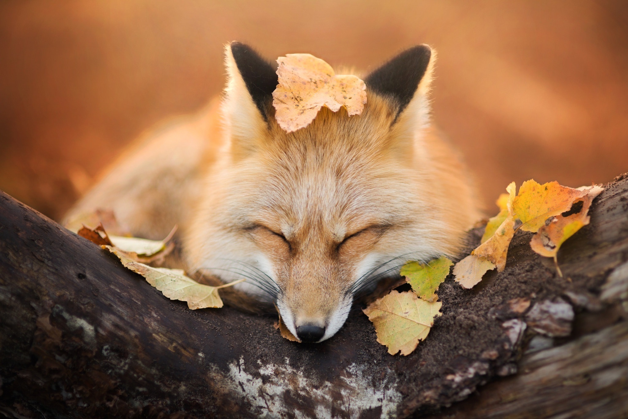 Fall Fox Wallpapers