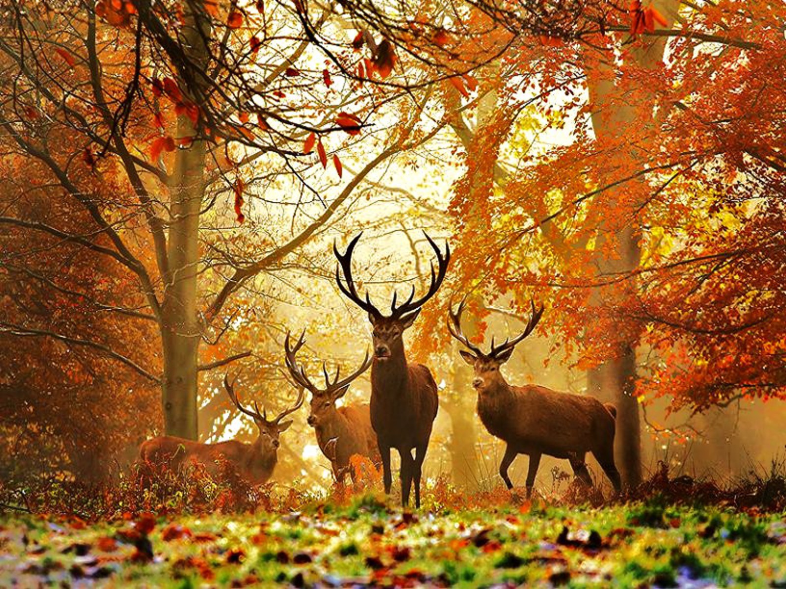 Fall Hunting Wallpapers