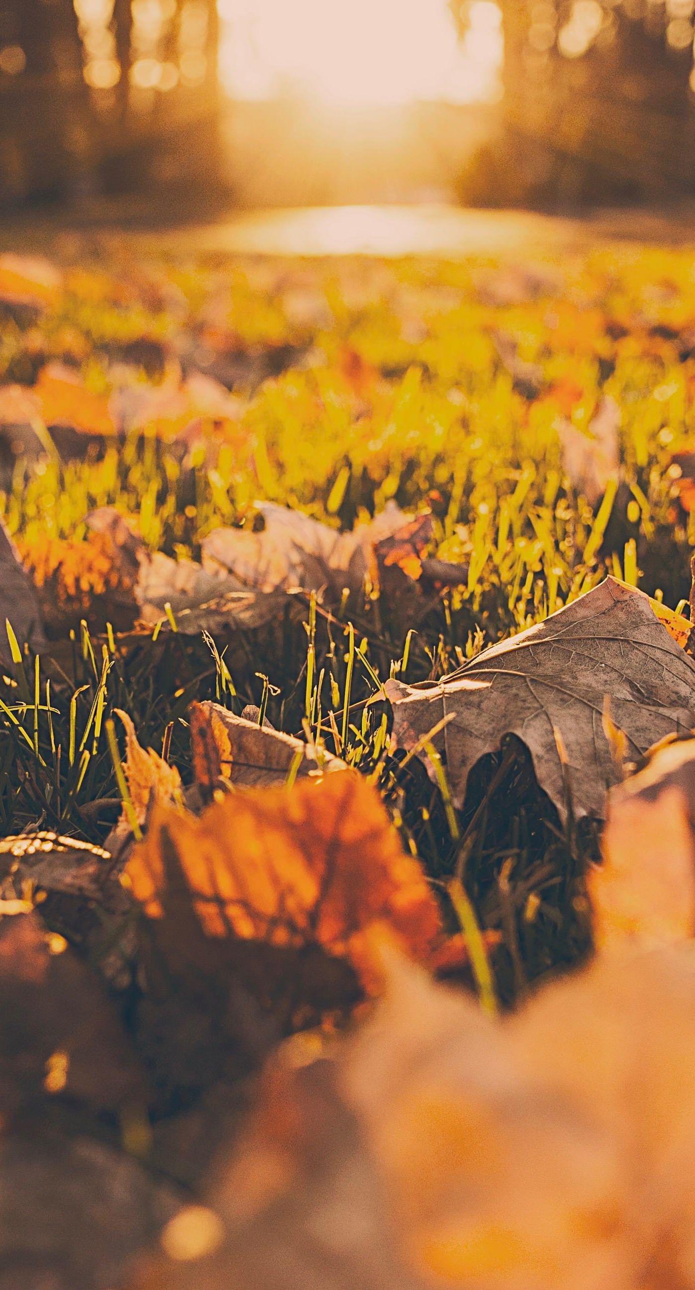 Fall Iphone 6 Wallpapers