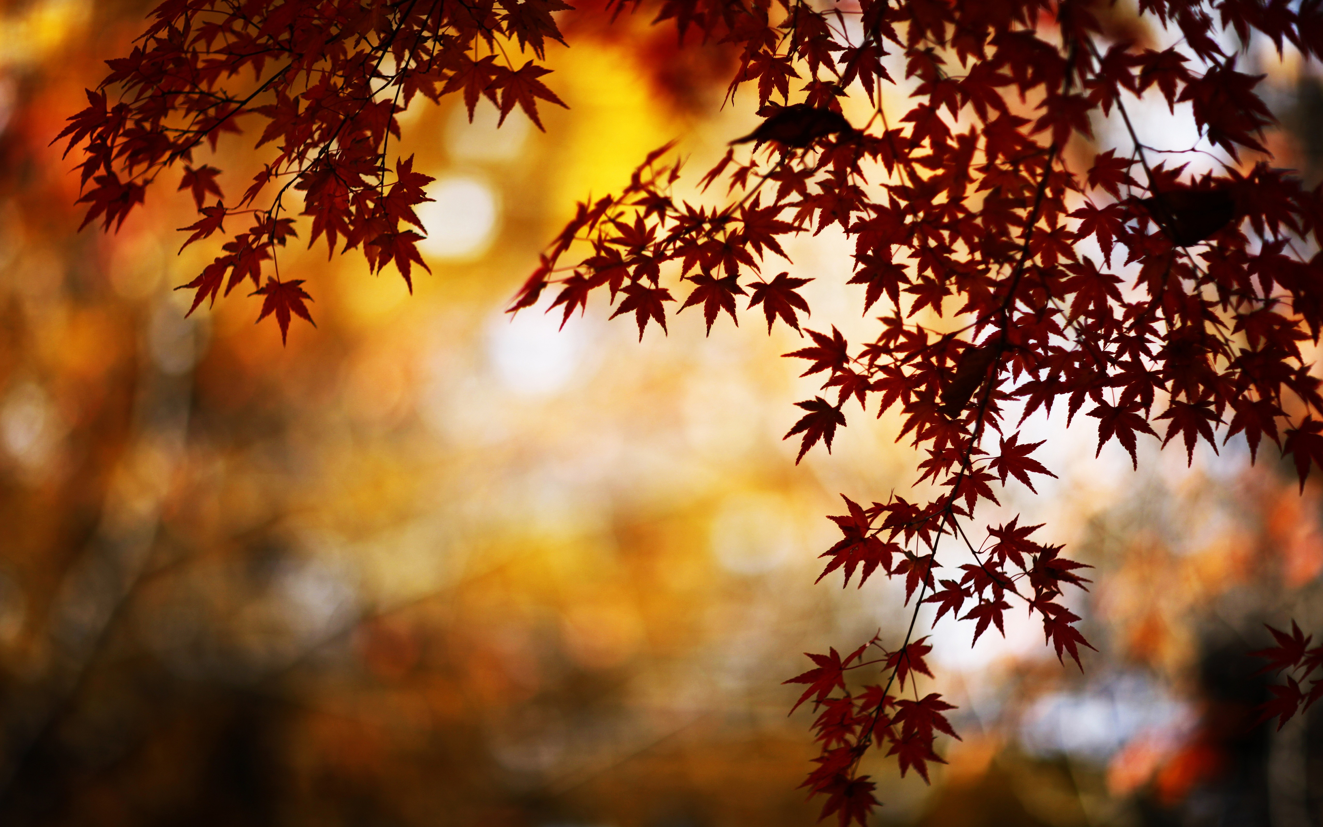 Fall Leaves Hd Wallpapers