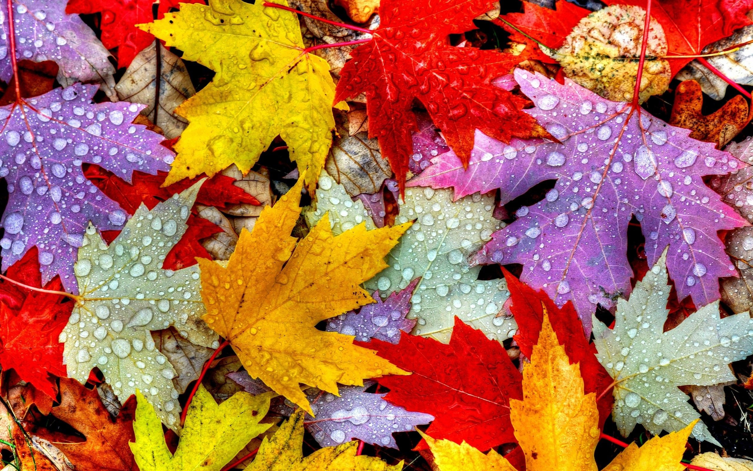 Fall Leaves Hd Wallpapers