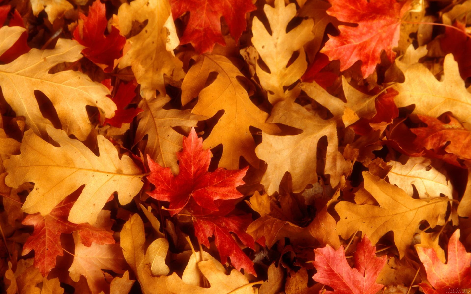 Fall Leaves Hd Wallpapers