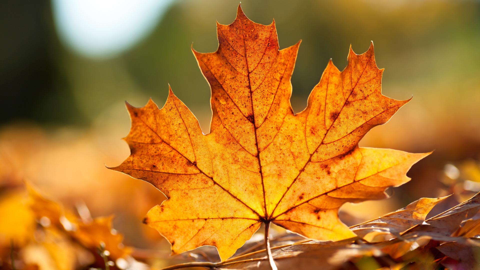 Fall Leaves Wallpapers