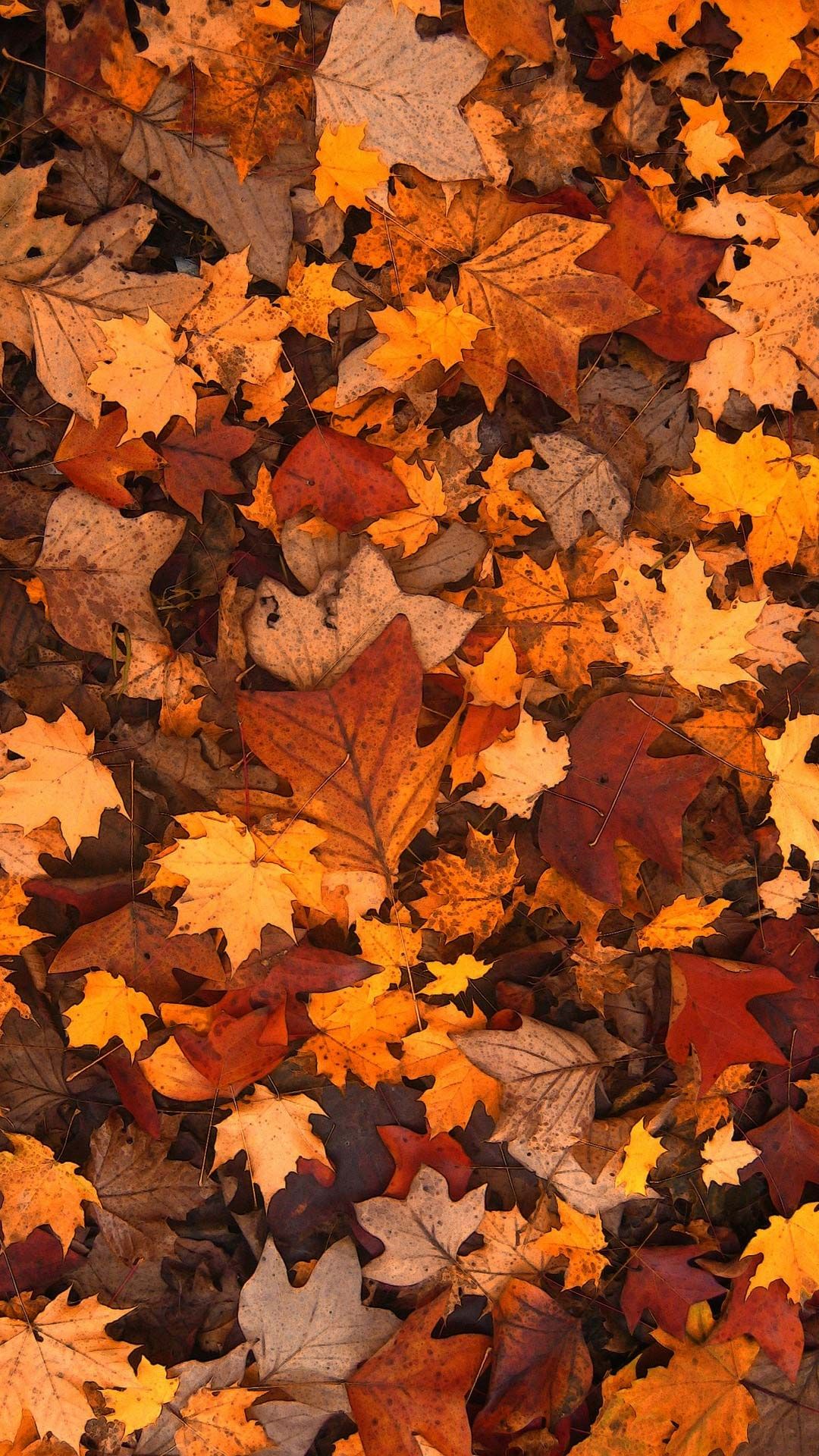 Fall Leaves Wallpapers