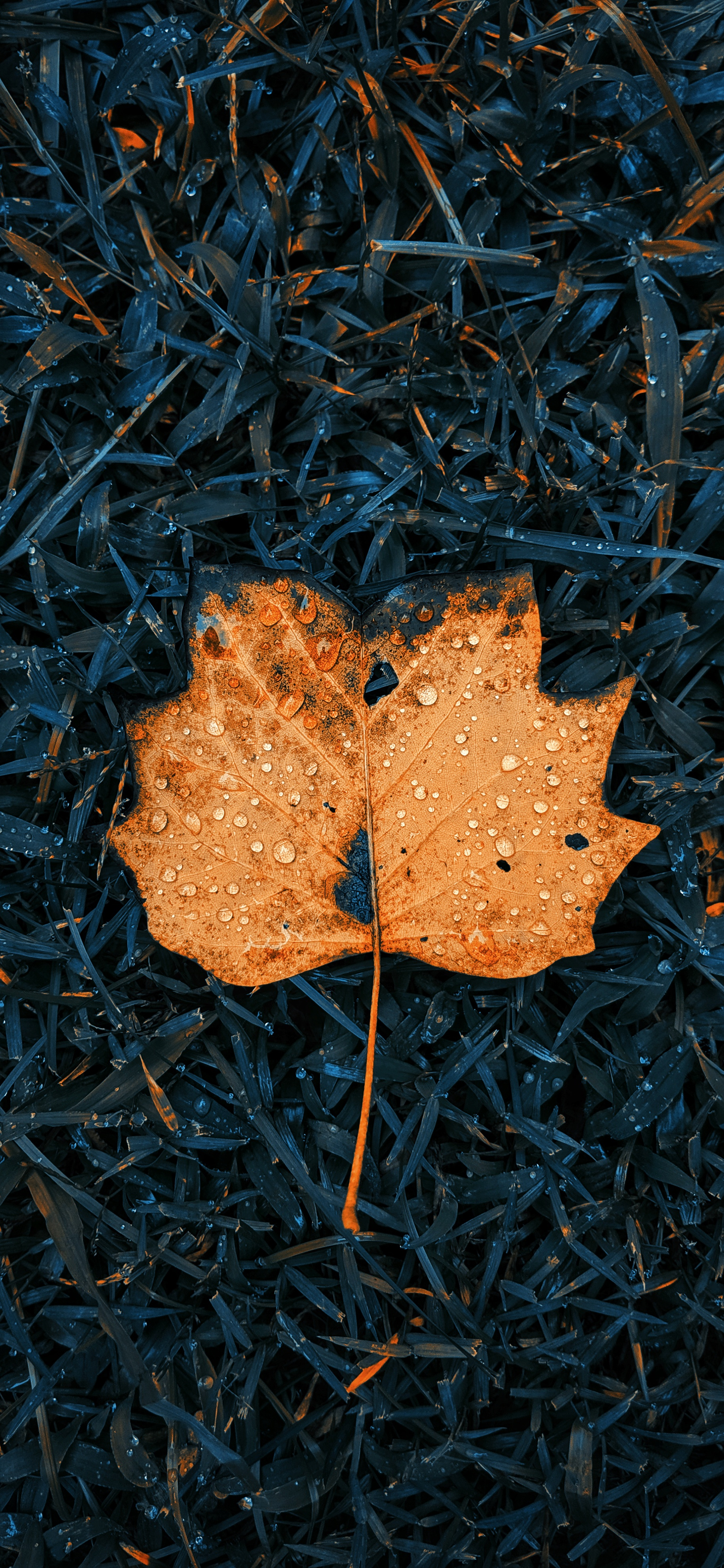 Fall Leaves Wallpapers