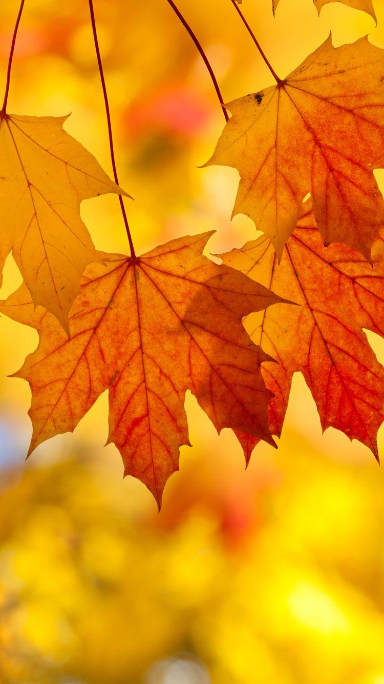 Fall Leaves Wallpapers