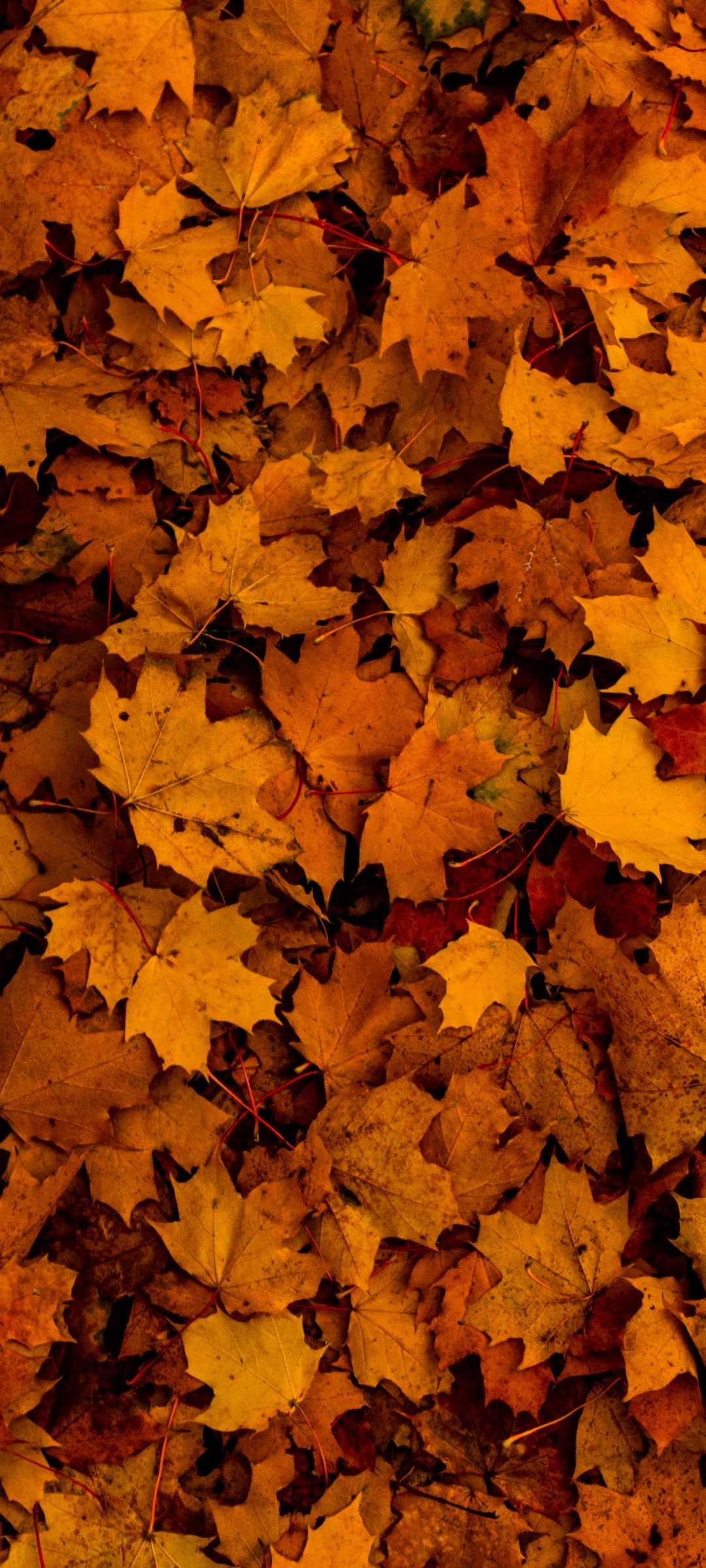 Fall Leaves Wallpapers