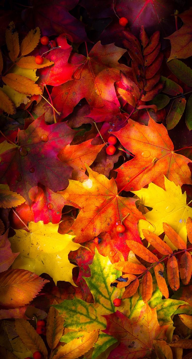 Fall Leaves Wallpapers