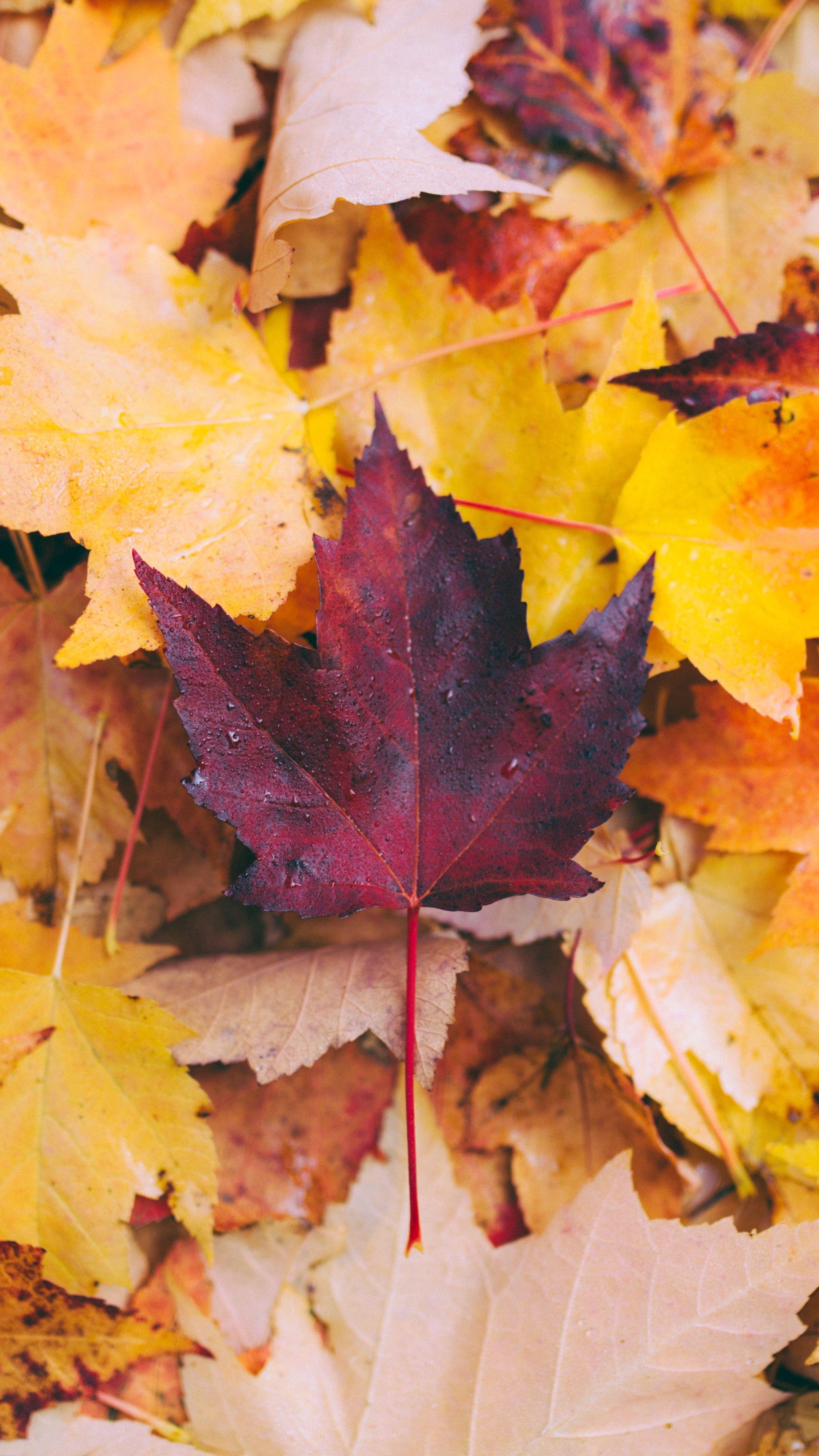 Fall Leaves Wallpapers