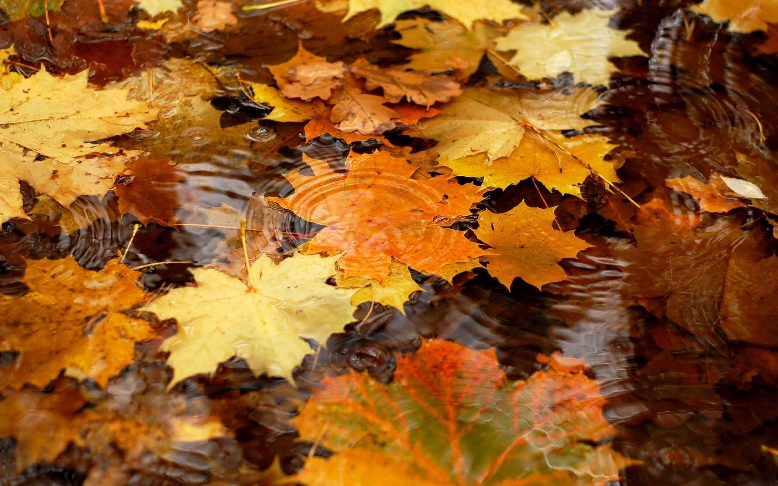 Fall Leaves Wallpapers