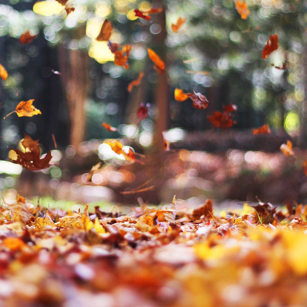 Fall Leaves Wallpapers